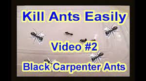 Dec 16, 2019 · talk to an expert about your options for treating a carpenter ant infestation in and around your home to determine your best next steps. Easy Diy How To Get Rid Of Black Carpenter Ants Garden Termite Kinds Video 1 Youtube