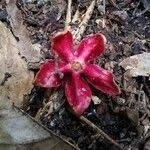 Image result for Heisteria parvifolia