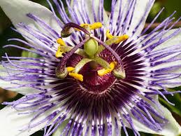 Image result for Passiflora caerulea