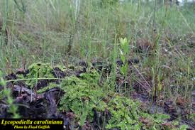 Image result for Lycopodiella caroliniana