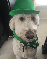 Happy Birthday sweet Patrick! #dogs #birthday #dogsofinstagram