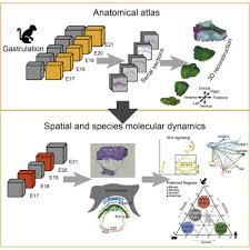 Spatial Molecular Anatomy Of Germ Layers In The Gastrulating Cynomolgus  Monkey Embryo: Cell Reports