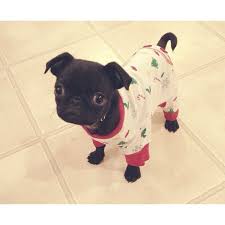 Pin By Marion Vergnon On Pugapalooza Cute Animals Baby Pugs Pugs Funny