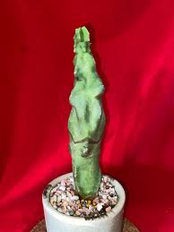 Apr 16, 2021 · totem pole cactus (lophocereus schottii var. R5ywjj1b8yrwxm