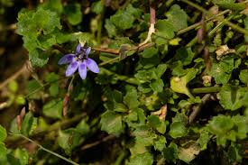 Image result for Lobelia minutula