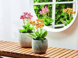 Through being efficient and cutting costs aldi can then invest profits back into aldi's market share still trails that of market leaders woolworths and coles supermarkets australia. Aldi S Indoor Plant Sale Has Prices Starting From 3 99