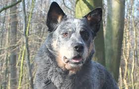 Fremdelphasen Wenn Der Hund Scheinbar Rumspinnt Meinhund24 Hund Angst Hunde Hunde Bilder