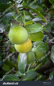 Image result for Dovyalis afra