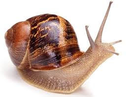 3 Reasons Of Mobile Software Slow Functioning Offshore Software Testing Snails In Garden Snail Snail Image
