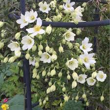 This beautiful evergreen clematis 'cartmanii joe' is a compact climber that is perfect for smaller and courtyard gardens. Clematis X Cartmanii Joe Clematis Joe Uploaded By Stripeddonkey