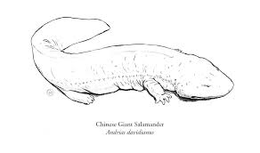 The Ornithomancer Inktober 2017 Day 2 Chinese Giant Salamander The fact that my two favourite colours are green and orange probably had some part to play in. chinese giant salamander