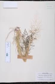 Image result for Sporobolus agrostoides