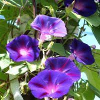 Image result for Hippocratea graciliflora