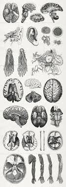 There is also one image of leg bones as well and a classic skull and crossbones image. Pin On Illustrations
