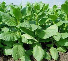 Maling kecil, kecubung, daun sop, macan, pasar, terlanggar, motor boot. Si Tembakau Halaman All Kompasiana Com