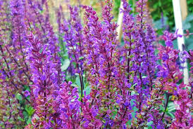 Besonders in gruppen gepflanzt, wird diese zauberhafte staude zum strahlenden mittelpunkt in ihrem traumgarten. Das Grune Archiv Salbei Wirkung Anwendung Und Kultur