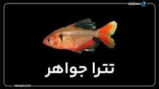 خرید ماهی تترا جواهر - مسترآبزی | Mrabzi فروشگاه اینترنتی ماهی ...