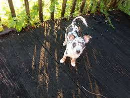 Check spelling or type a new query. Divine Merle Chihuahua Puppies Home Facebook