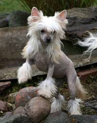 Some of these hairless breeds may be considered a great choice for pet parents wanting a hypoallergenic dog for people with allergies. Beautiful Chinese Crested Hhl Chinese Crested Chantal S Juicy Peaches Chinese Dog Chinese Crested Chinese Crested Dog