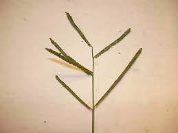Image result for Paspalum scrobiculatum