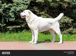 The central asian shepherd dog, also known as the alabay or alabai, is a livestock guardian dog breed. Central Asian Shepherd Image Photo Free Trial Bigstock