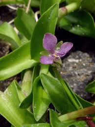 Image result for Murdannia semiteres