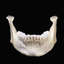 Human Lower Jaw Bone Or Mandible Is The Largest And Strongest Bone In The Face Via Allposters Toothdecaydr Anatomy Bones Skull And Bones Anatomy For Artists