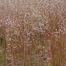 Deschampsia flexuosa — id 26011 symbol key defl common name wavy hairgrass family poaceae category monocot division magnoliophyta us nativity native to u.s. Draht Schmiele Deschampsia Flexuosa
