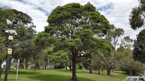 Image result for Lophostemon confertus