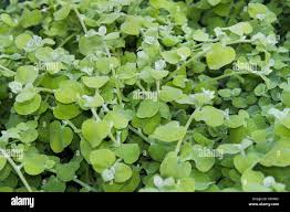 Image result for Helichrysum decorum