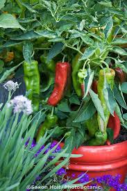 There are so many varieties of products that use this chili, due to its sweetness and low heat. Container Gardening Small Space Gardening Garden Design