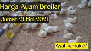 Ayam broiler dari waktu ke waktu. Harga Ayam Broiler Hari Ini Jumat 2021 Mei 2021 Youtube