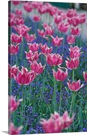 Canada British Columbia Victoria Butchart Gardens Pink Tulips Butchart Gardens Pink Tulips Olive Garden Delivery