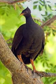 Orange Footed Scrubfowl Megapodius Reinwardt Tumulus George Brown Botanic Gardens Darwin Australia Beaux Oiseaux Oiseaux