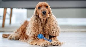 Image result for anglický kokršpaněl