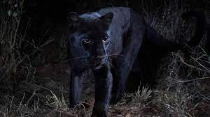 Below you will find a lot of statistics that make it easier predict the result for a match between. African Black Leopard Photographed For The First Time In More Than 100 Years Scientist Says