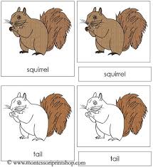 Squirrel Nomenclature Cards Squirrel Fall Classroom Ideas Animal Activities For Kids