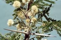 Image result for Acacia gerrardii
