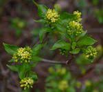 Image result for Chazaliella abrupta