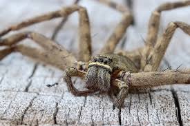 However, they are unpleasant to look at and their webs can cause a mess if they infest your home or business. How To Get Rid Of Pests At Home Naturally The Urban Guide