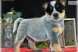 Breeders on our site are located throughout pennsylvania and surrounding states. Grace Australian Cattle Dog Blue Heeler Puppy For Sale Near St Joseph Missouri Dc00b59b 6511