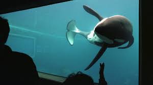 La historia de la insólita tumba de Keiko, la ballena de “Liberen a Willy” 