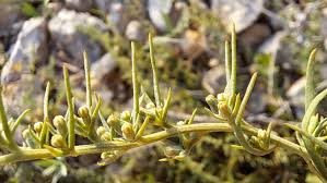 Image result for Thesium nigricans