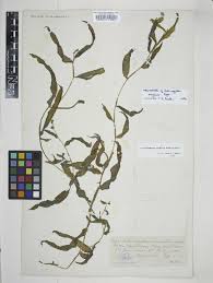 Image result for Potamogeton schweinfurthii