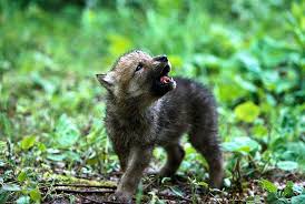 Image result for wolf cub