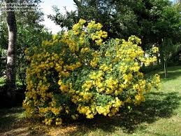 Image result for Senna bicapsularis