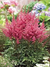 Dutch Gardens Flowers Astilbe Flower Garden Shade Garden