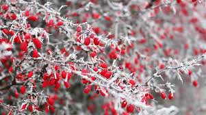 Parliamo del giardino d'inverno, che amplia la nostra abitazione conferendo immediatamente classe alla casa. 5 Fiori Per Colorare Il Vostro Balcone D Inverno Fito