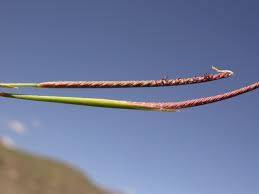 Image result for Microchloa