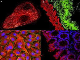 Dylight® 633 (ex = 638 nm; Anti Mouse Secondary Antibodies Www Antibodies Online Com